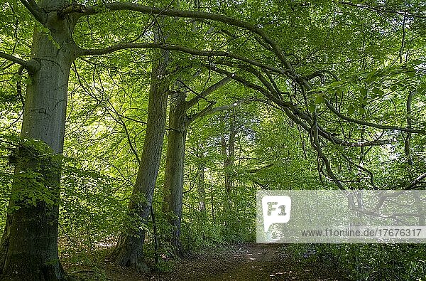 Buchenwald  Buchen (Fagus) im Reitlingstal  Naturpark Elm-Lappwald  Erkerode  Niedersachsen  Deutschland  Europa