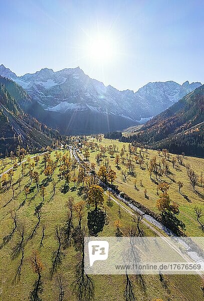 Karwendel  Luftaufnahme  Großer Ahornboden im Herbst  Gelber Bergahorn  Rißtal in der Eng  Tirol  Österreich  Europa