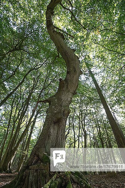 Darß primeval forest  crooked tree  National Park Vorpommersche Boddenlandschaft  Germany  Europe