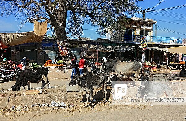 Rajasthan  Chiwara  Straßenszene  Kühe liegen auf der Straße vor den Strassengeschäften  Nordindien  Indien  Asien