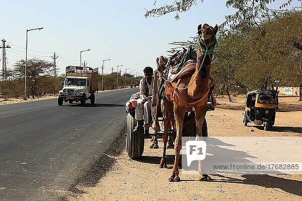 Rajasthan  dromadar with team  camel team on the road  North India  India  Asia