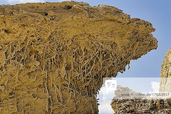 Versteinerte Mangrovenwurzeln  Wadi Hitan  Fayum  Ägypten  Afrika