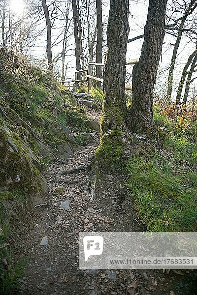 Wanderweg im Nationalpark Eifel  Kermeter  Nationalpark Eifel  Nordrhein-Westfalen  Deutschland  Europa