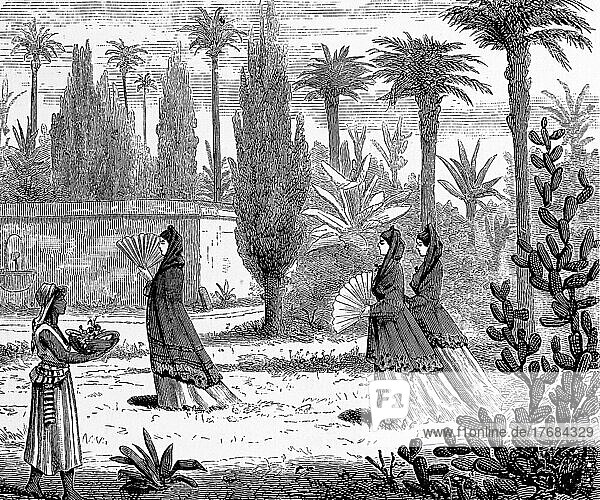 Drei vornehme Fraün  Verkäuferin  spazieren  Garten  Palmen  Kakteen  Fächer  Mauer  historische Illustration 1881  Mexiko  Mittelamerika