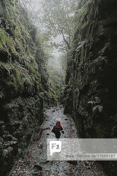 Woman hiking between wet  rugged rock walls in forest  The Roaches  Derbyshire  England