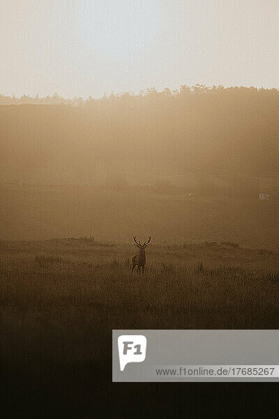 Buck standing in tranquil  golden grassy field at sunrise  Baslow  Derbyshire  England