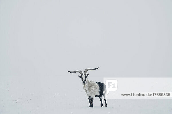 Portrait goat with horns in snow covered landscape