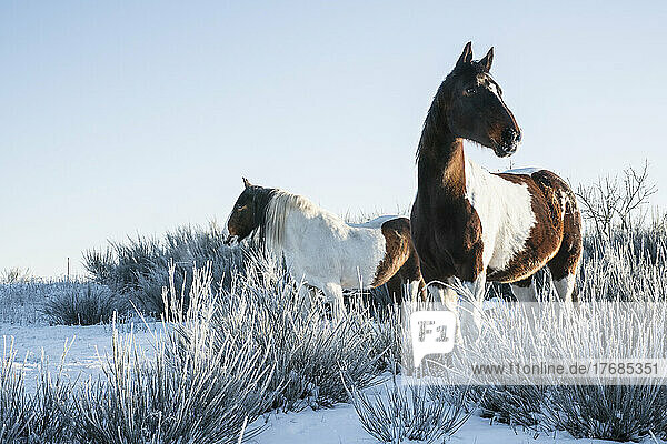 Schöne Paint Horses in verschneitem Winterfeld