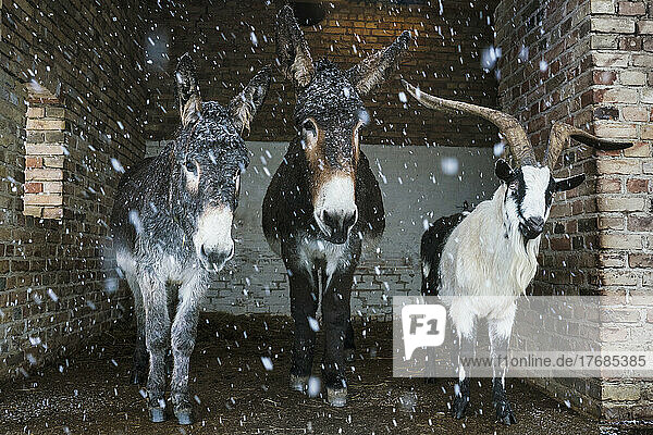 Portrait donkeys and goat taking shelter from snow in barn