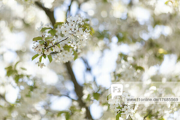 White branch of blossoming cherry tree