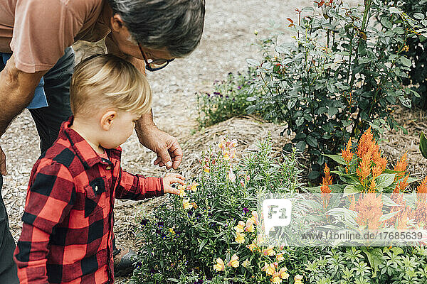 Boy with grandfather looking at snapdragon flowers in garden