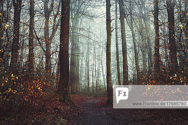 Forest footpath at foggy autumn dawn