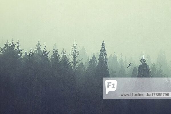 Waldbäume in dichten Nebel gehüllt