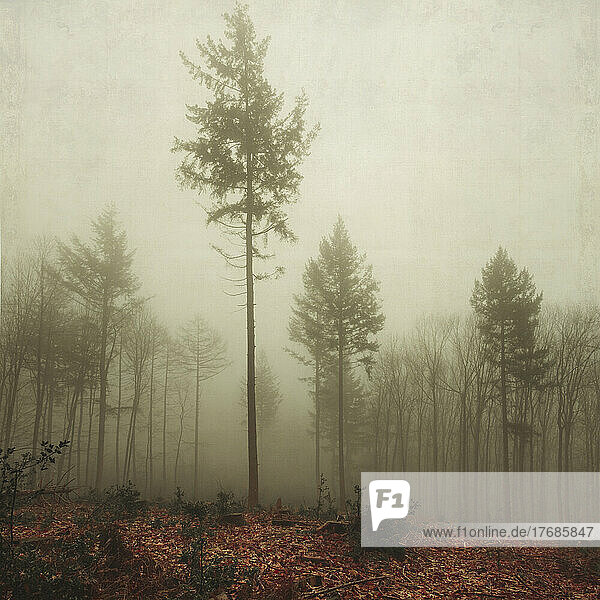 Damaged trees in fog-shrouded autumn forest