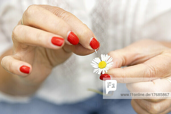 Hands of woman plucking petal from daisy flower