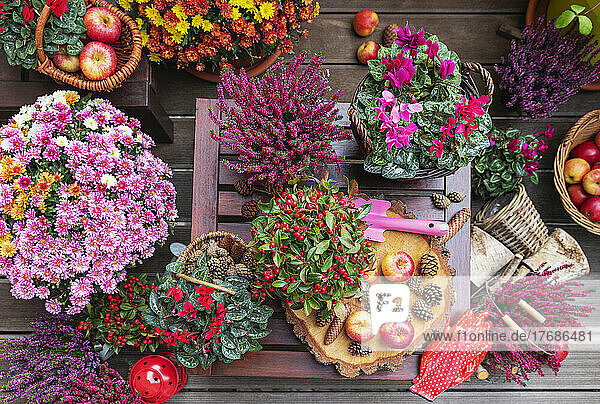 Arrangement of various autumn and winter flowers  apples and pine cones