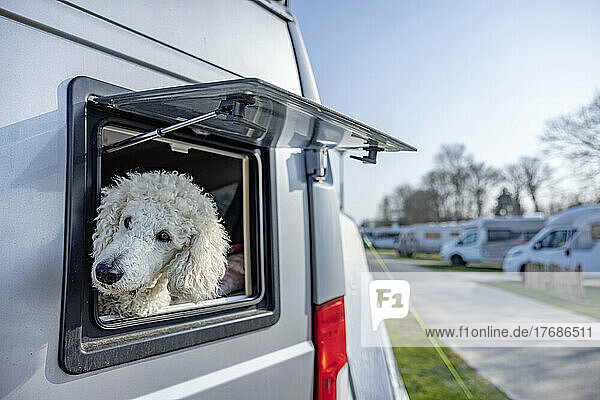 Poodle looking out of camper van's window on sunny day