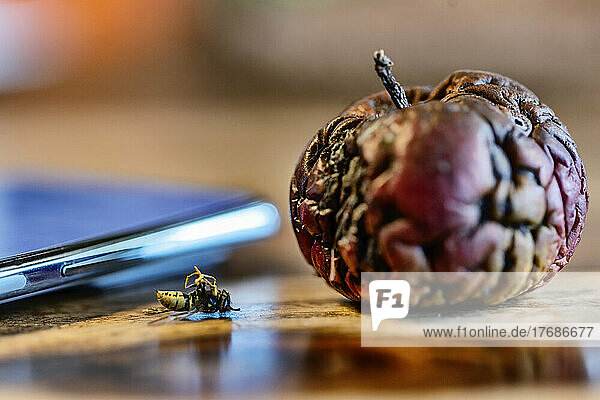 Dead wasp lying next to rotten apple