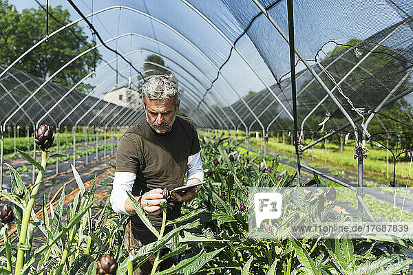 Farmer with tablet PC examining artichoke in greenhouse