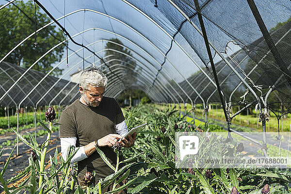 Farmer using tablet PC examining quality of artichoke in greenhouse