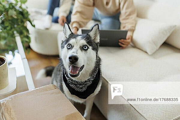 Siberian husky sitting by gay couple on sofa at home