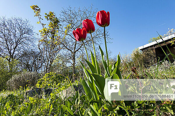 Rote Tulpen im Gemeinschaftsgarten an einem sonnigen Tag