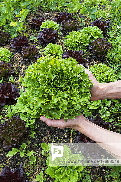 Hände eines Mannes  der grünen Salat auf dem Bauernhof hält
