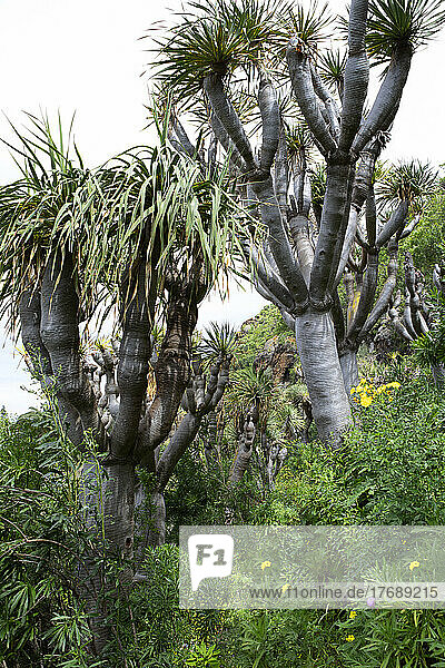 Drachenbäume im Wald  Gran Canaria  Kanarische Inseln  Spanien