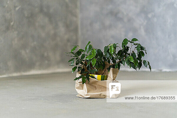 Potted plant in brown paper bag on floor