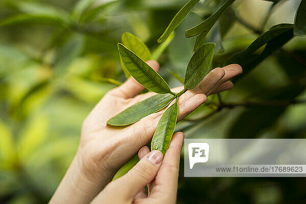Hands of woman holding leaves of plant