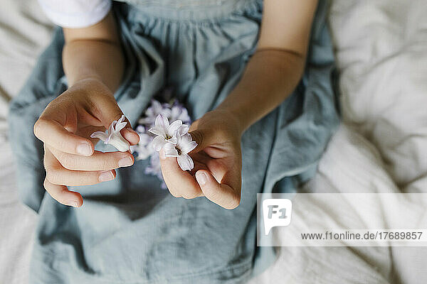 Girl's hands holding violet flowers at home