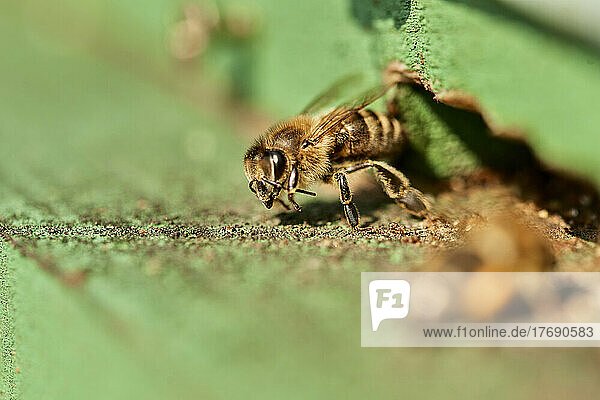 Honey bee on green wooden beehive