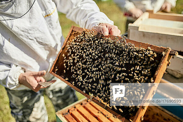 Hands of beekeeper holding beehive frame