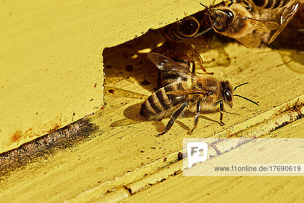 Honey bees on yellow wooden beehive