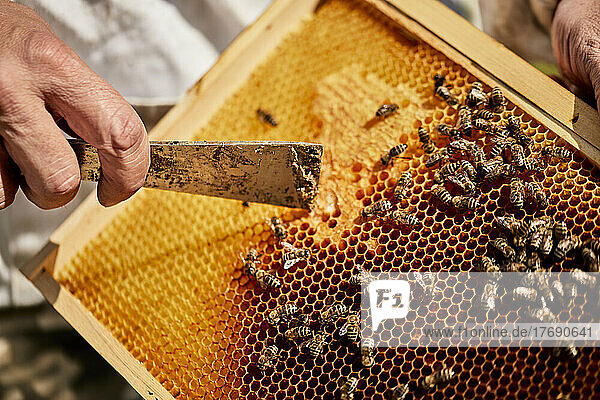 Hände des Imkers entfernen Bienenwachs vom Bienenstockrahmen