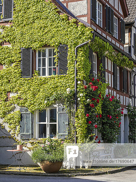Austria  Vorarlberg  Bregenz  Green ivy overgrowing corner of half-timbered townhouse