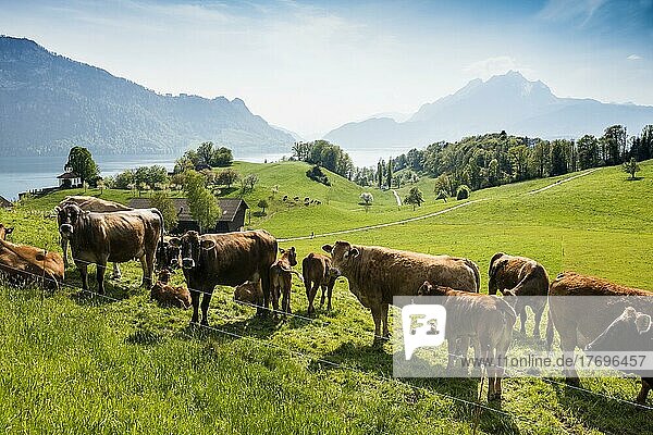 Panorama with lake and mountains and cows  Pilatus in the back  Weggis  Lake Lucerne  Canton Lucerne  Switzerland  Europe