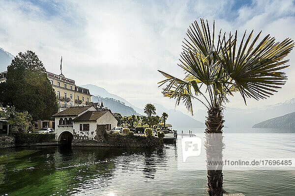 Hotels und Häuser am See  Weggis  Vierwaldstättersee  Kanton Luzern  Schweiz  Europa