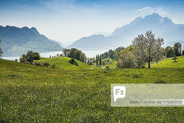 Panorama mit See und Bergen  hinten Pilatus  Hertenstein  bei Weggis  Vierwaldstättersee  Kanton Luzern  Schweiz  Europa