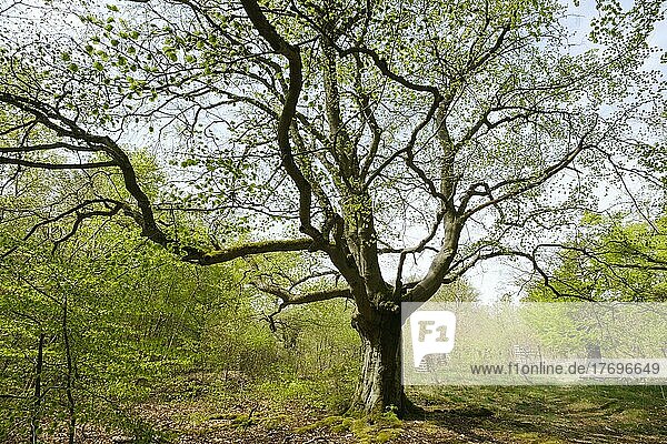Knorrige Buche (Fagus)  Hutewald Halloh  Naturpark Kellerwald  Hessen  Deutschland  Europa