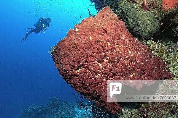 Großer Vasenschwamm (Xestospongia muta)  im Hintergrund Taucher mit Unterwasserlampe  Karibik  Bahamas  Mittelamerika
