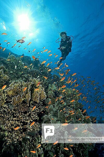 Diver swimming over coral reef looking at school of sea goldies (Pseudanthias squamipinnis)  Red Sea  Egypt  Africa