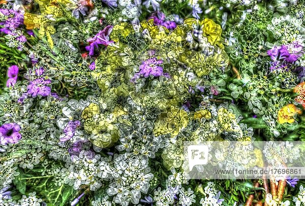 Blumen kreativ  künstlerische Aufnahme  Schleifenblumen (Iberis)  weiße  gelbe und violette Blüten verfremdet  Pflanzen  Blütenmix  Bodendecker  duftig  all over Hintergrund  Muster  Design  Deutschland  Europa