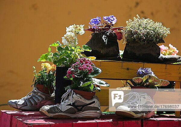 Insel Madeira  Blumenschmuck  Kunstobjekt  bepflanzte Schuhe  Blumendekoration