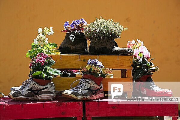 Blumenschmuck  Kunstobjekt  bepflanzte Schuhe  Blumendekoration  Madeira  Portugal  Europa