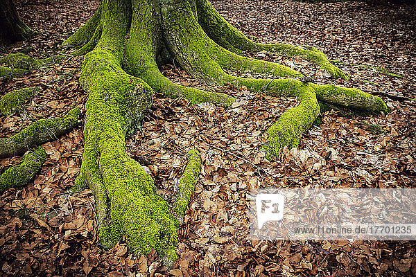 Von grünem Moos bewachsene Baumwurzeln einer alten Buche  teilweise bedeckt von herbstlich gefärbten Buchenlaub
