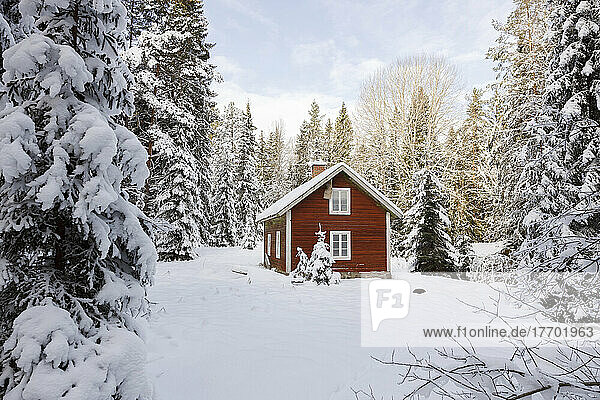 Cabin in snowy forest
