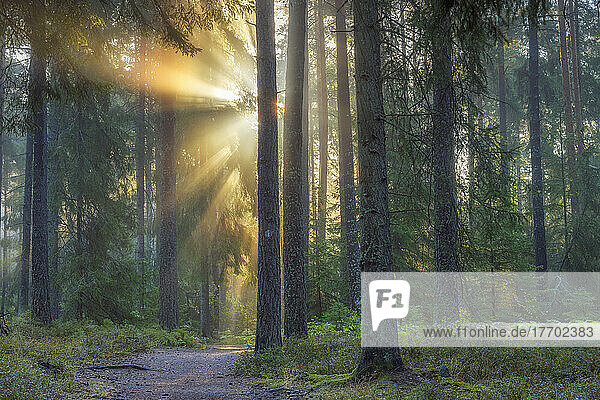 Sunset in pine forest in Lidingo  Sweden