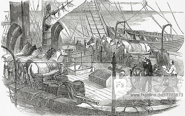Der Transport von Pferden an Bord eines Schiffes durch die italienische Armee. Aus L'Univers Illustre  veröffentlicht in Paris  1859