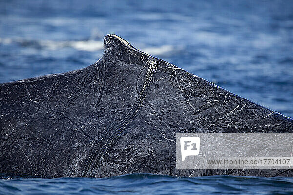Ein genauer Blick auf die Rückenflosse und die Narben an der Seite eines Buckelwals (Megaptera novaeangliae)  wenn er an die Oberfläche kommt; Hawaii  Vereinigte Staaten von Amerika